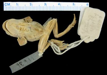 Media type: image; Herpetology A-11636
